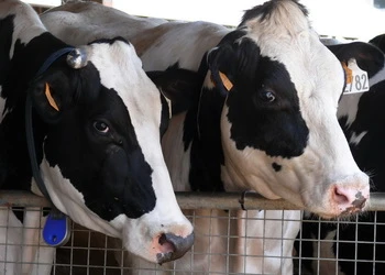 Епіцентр Агро збільшив обсяги виробництва продукції