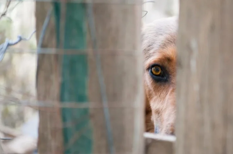 Загубився собака: детальний план дій для власника собаки
